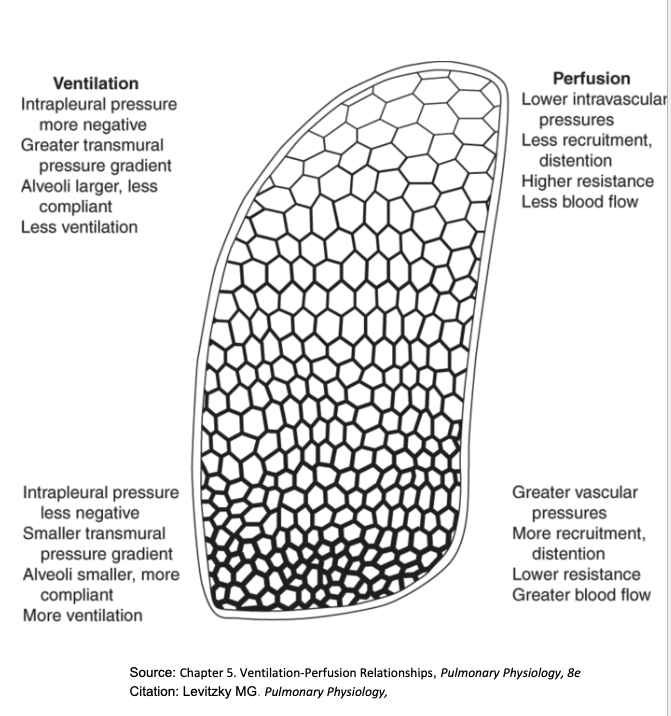 <ul><li><p><span>Pleural pressure more positive at base →</span><span><span>Transpulmonary pressure is lower</span></span><span> —>alveoli smaller, more compliant.</span></p></li><li><p><span>Base alveoli expand more during inspiration → ↑ ventilation.</span></p></li><li><p><span>Perfusion ↓ more steeply than ventilation → V/Q ratio ↑ from base → apex.</span></p></li><li><p><span>Base: low V/Q, efficient gas exchange.</span></p></li><li><p><span>Apex: high V/Q, less efficient.</span></p></li></ul><p><strong><span>Normal ABG values:</span></strong><span> PaCO₂ 35–45 mmHg, PaO₂ 75–100 mmHg.</span></p>