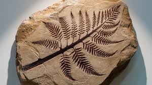 <p>A plant imprint on a rock, a dinosaur tooth, a footprint in a rock slab</p>