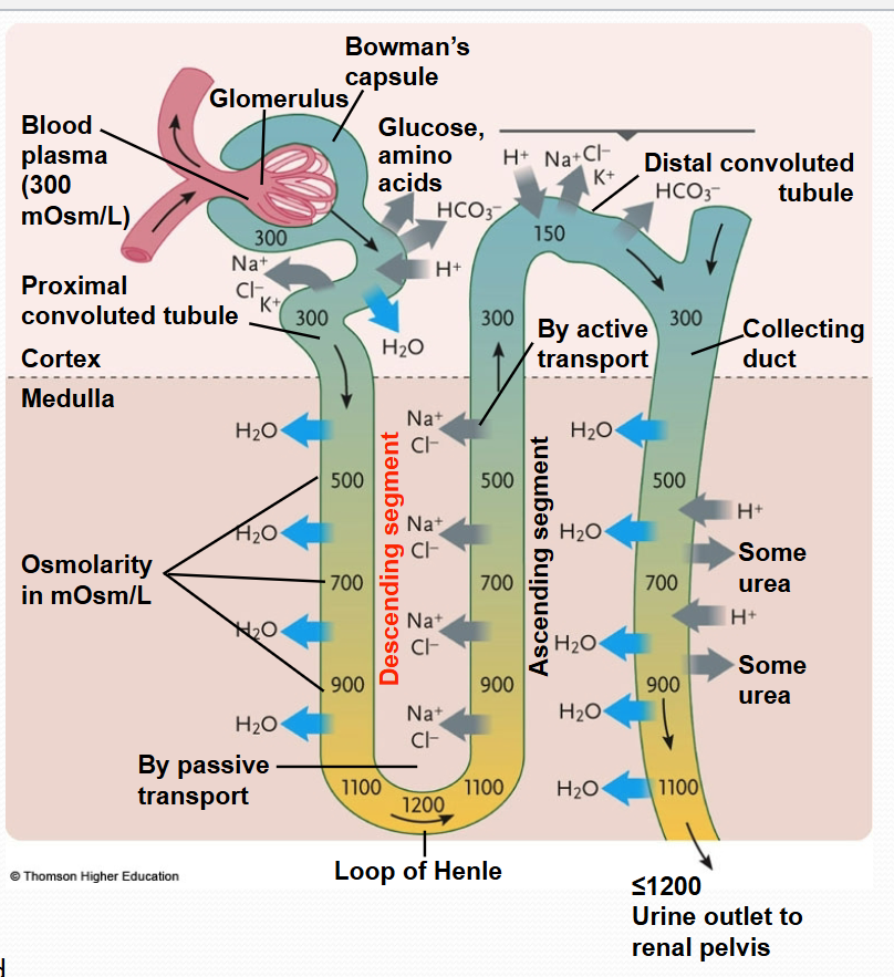 <ul><li><p>tubule passes thru increasingly higher regions of solute concentrations of interstitial fluid in medulla</p></li><li><p>thus, water moves out from the tubule</p></li><li><p>this, then, concentrates the filtrate in the tubule</p></li><li><p>by the bottom of the loop, osmolarity of fluid in tubule = osmolarity of medulla fluid</p></li></ul><p></p>