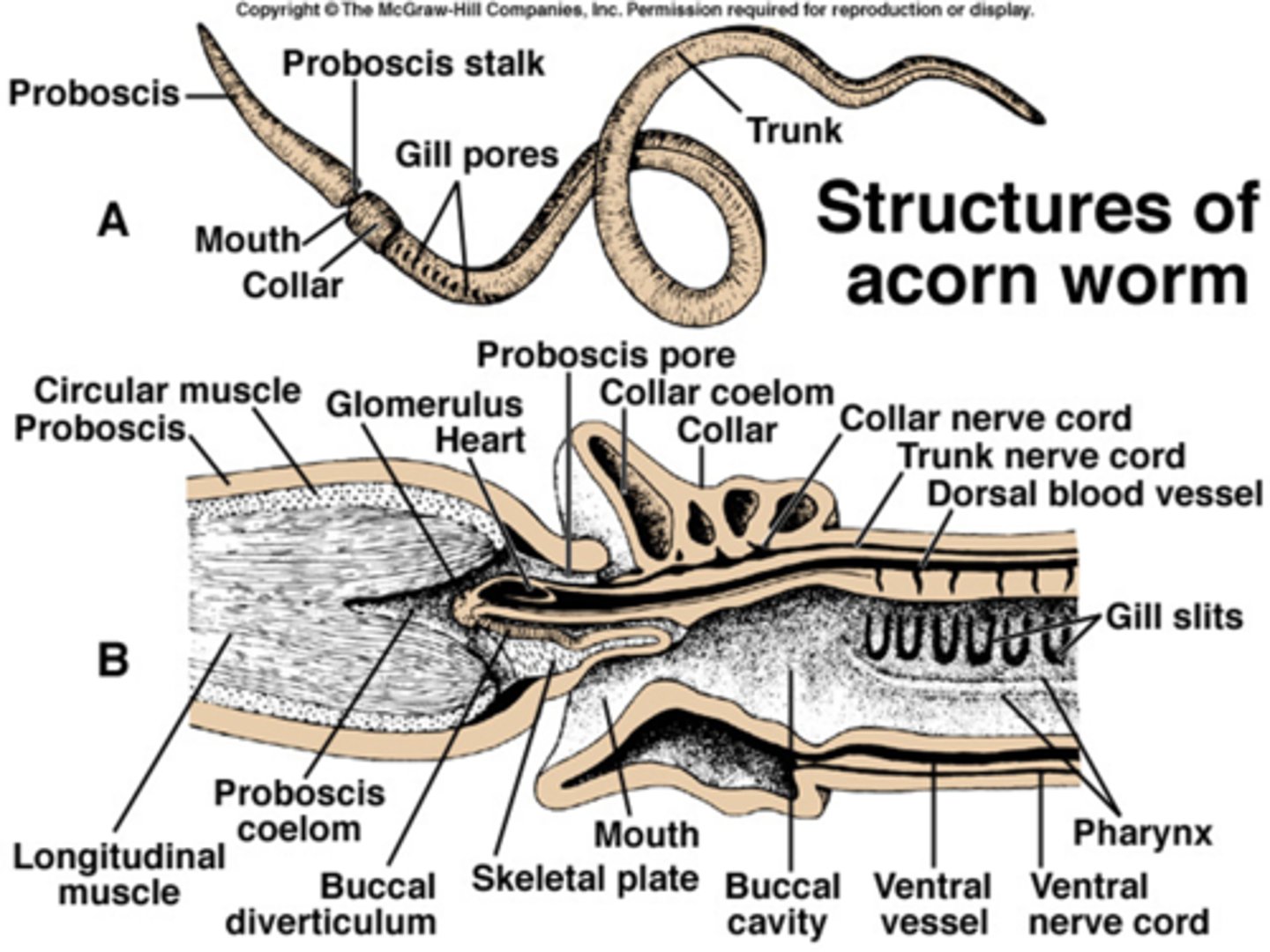<p>this phylum consists of acorn worms (enteropneusta + Pterobranchs)</p><p>-In clade Ambulacraria due to tornaria larva resembling sea star bipinnaria larva</p><p>-gill slits (show related to chordates)</p>