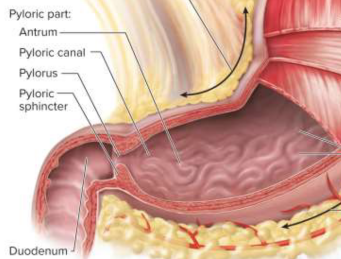 <p>Pyloric sphincter</p>