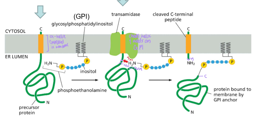 <ol><li><p>Post translocator protein, the precursive protein is still bound by a hydrophobic alpha helix signal embedded in the membrane</p></li><li><p>Transamidase, which is present in the membrane along with glycophosphatidylinositol, cleaves the C-terminal signal and attaches GPI.&nbsp;</p></li></ol><p></p>