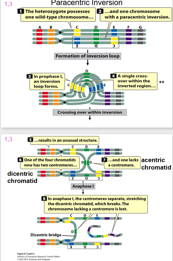<p>- when one sister chromatid is wild type, and other has dicentric inversion we have crossing over</p><p>- a dicentric bridge is formed</p><p>- when you have two centromeres, the spindles form and rip chromatid apart</p><p>- the acentric chromatid will not attach to any spindles and hence is lost</p>