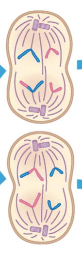 <p>Sister chromatids separate to opposite ends of the cell</p>
