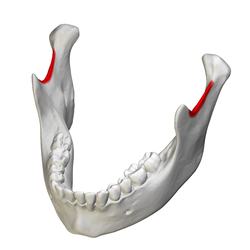 of the mandible 