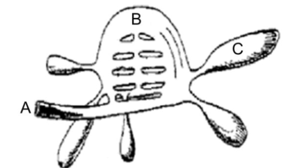 <p>Which letter represents the primary location of gas exchange?</p>