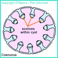 <p>What metacestode type is this?</p>