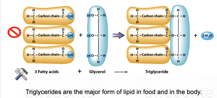 <ul><li><p>three fatty acid molecules </p><ul><li><p>fatty acids are long chains of carbon atoms bound to each other as well as to hydrogen atoms </p></li></ul></li><li><p>one glycerol molecule </p><ul><li><p>glycerol is a 3-carbon alcohol that is the backbone of a triglyceride </p></li></ul></li><li><p>Condensation reaction (TG synthesis) </p></li><li><p>Hydrolysis reaction (lipase) </p></li><li><p>3 fatty acids + glycerol → triglyceride </p></li><li><p>are the major form of lipid in the food &amp; in the body </p></li></ul><p></p>