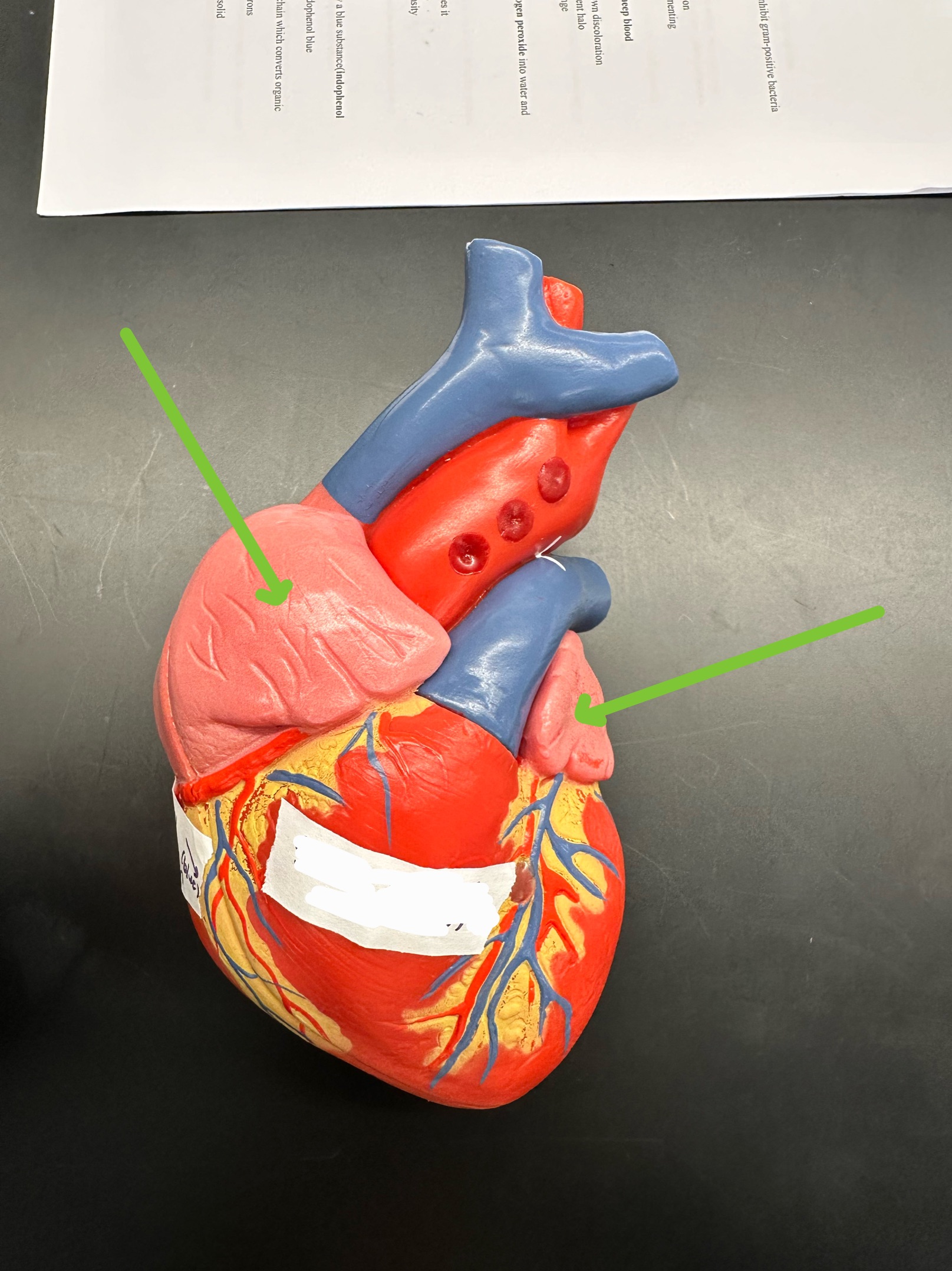 <p>ID heart layer</p>