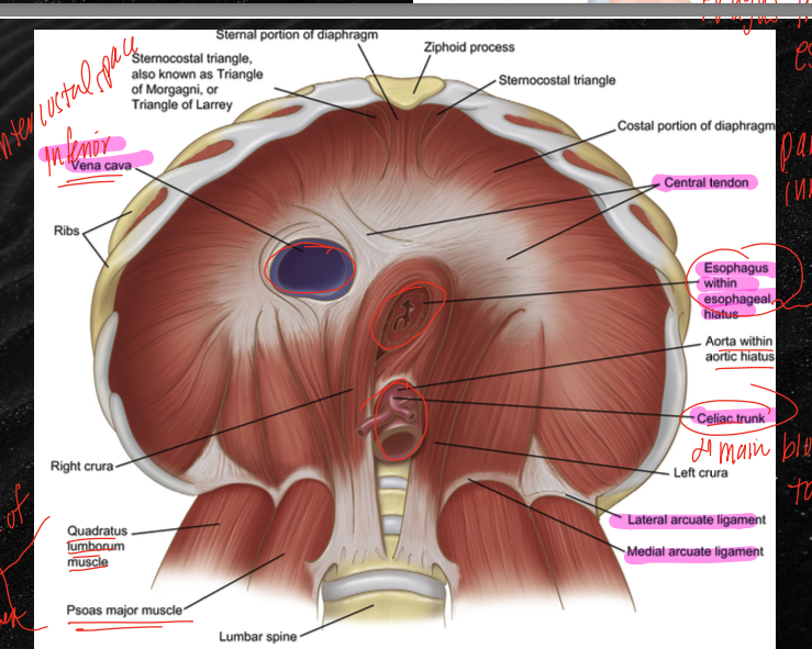 <p>found at the level of T12 </p>