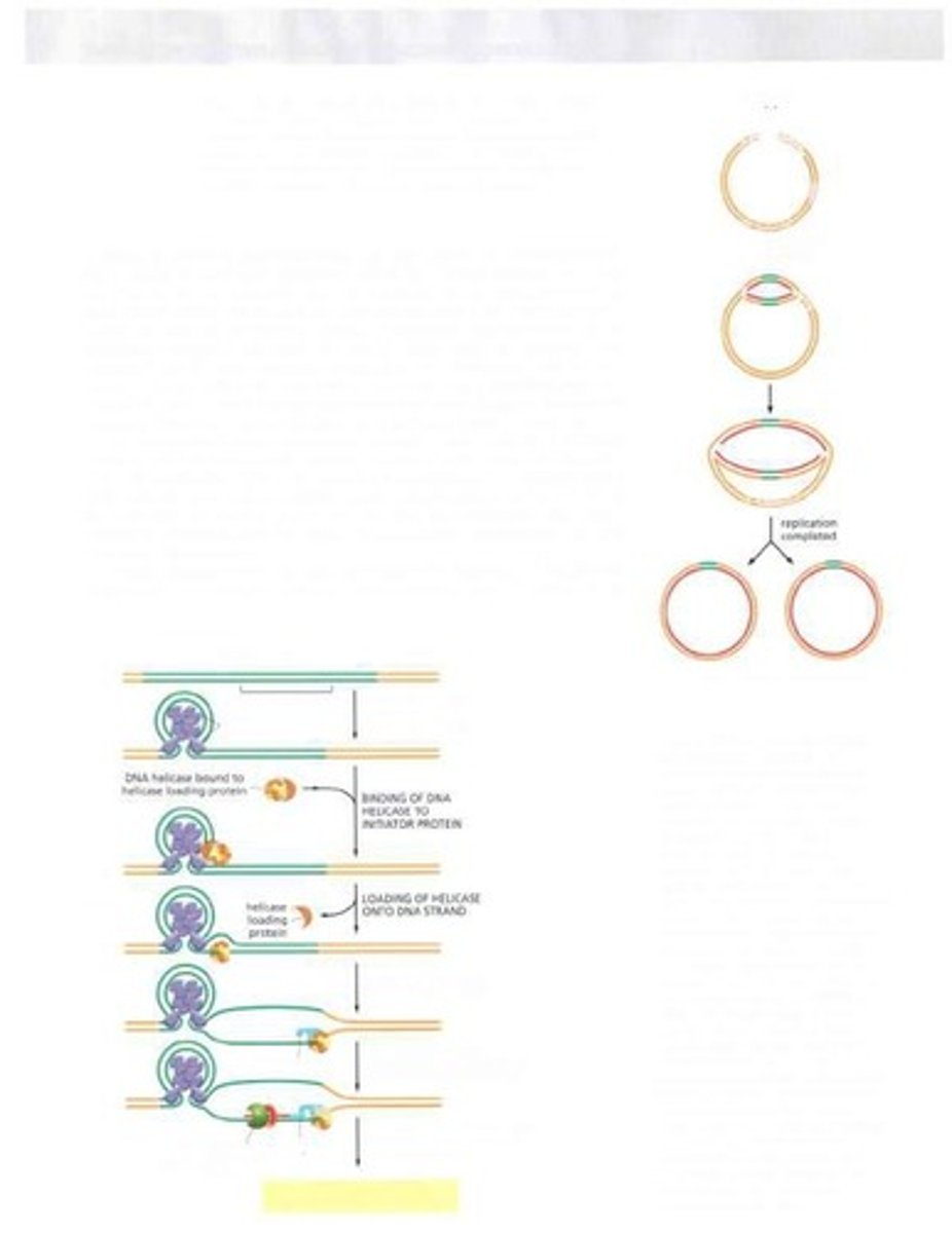 <p>Typically encoded by ~103 nucleotide pairs.</p>