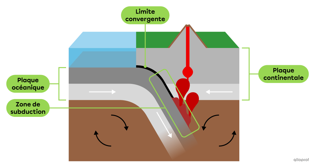 <ul><li><p>La plaque océanique, qui est plus dense, s’enfonce sous la plaque continentale.</p></li><li><p>La plaque océanique fond en s’enfonçant dans le manteau, ce qui peut provoquer la formation et la remontée du magma sous la plaque continentale.</p></li><li><p>Le magma qui remonte jusqu’à la surface d’une plaque continentale favorise la formation de volcans terrestres le long de la limite entre les deux plaques.&nbsp;</p></li></ul><p></p>