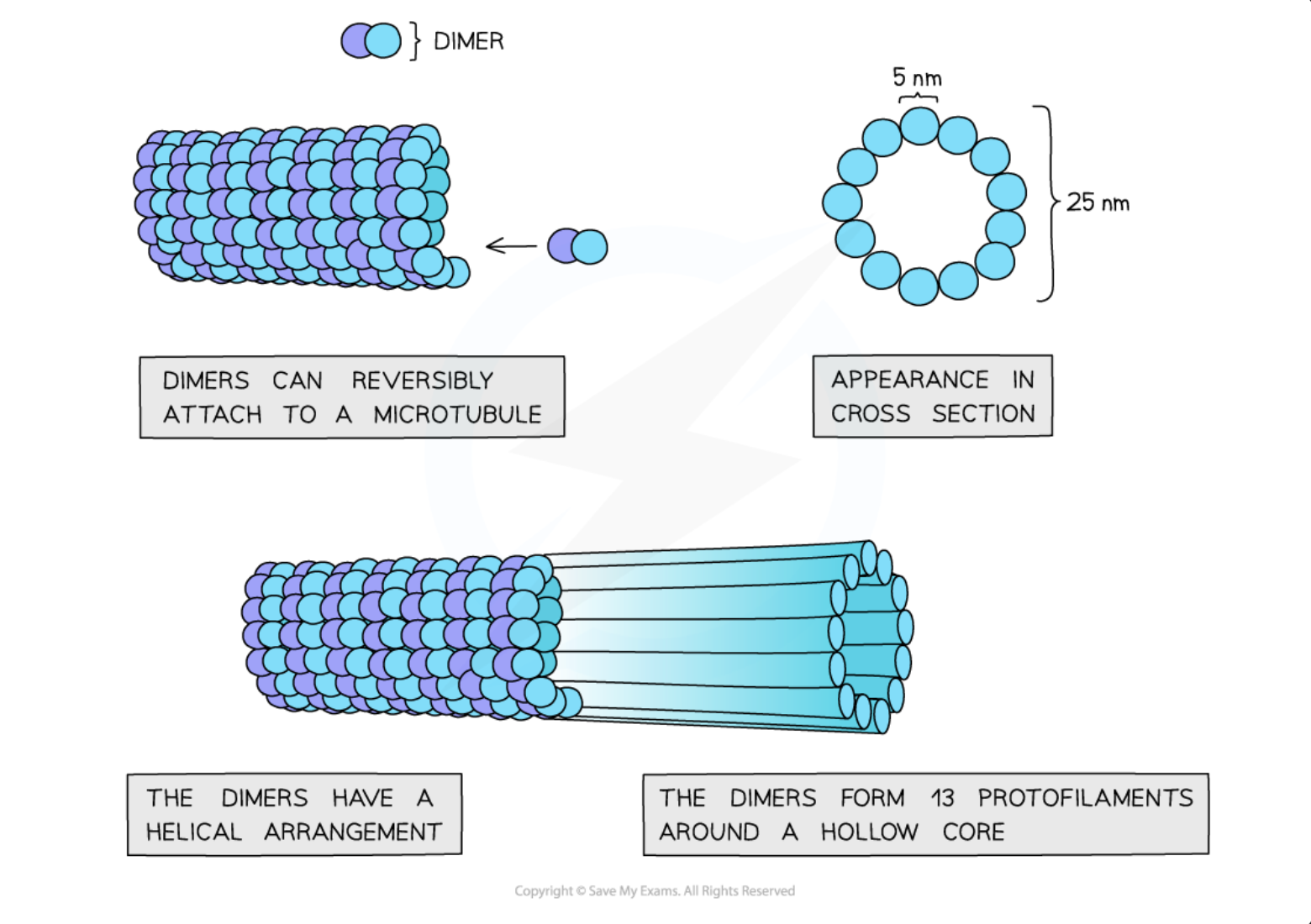 <p>Outline microtubules</p>