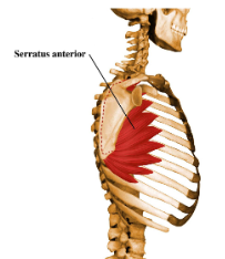 <p><strong>Origin</strong>: ribs 1-8 or 9</p><p><strong>Insertion</strong>: anterior surface of medial border of scapula</p><p><strong>Action</strong>: draws scapula forward, rotates scapula to raise shoulder in abduction of arm, scapular abduction against resistance</p>