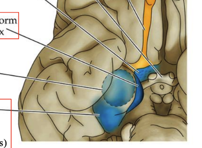 <p>Emotional and memory related processing (applicable for smells)</p>