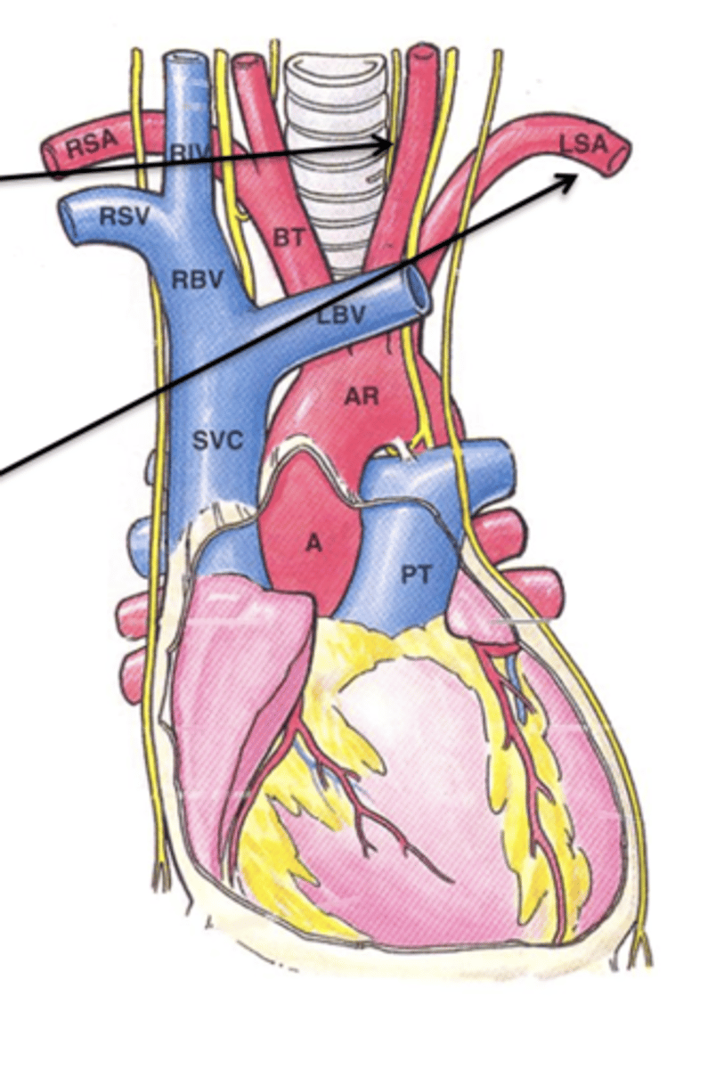 <p>The next branch off the aortic arch is the ___ ___ ___ ___ which supplies the left side of the head.</p>