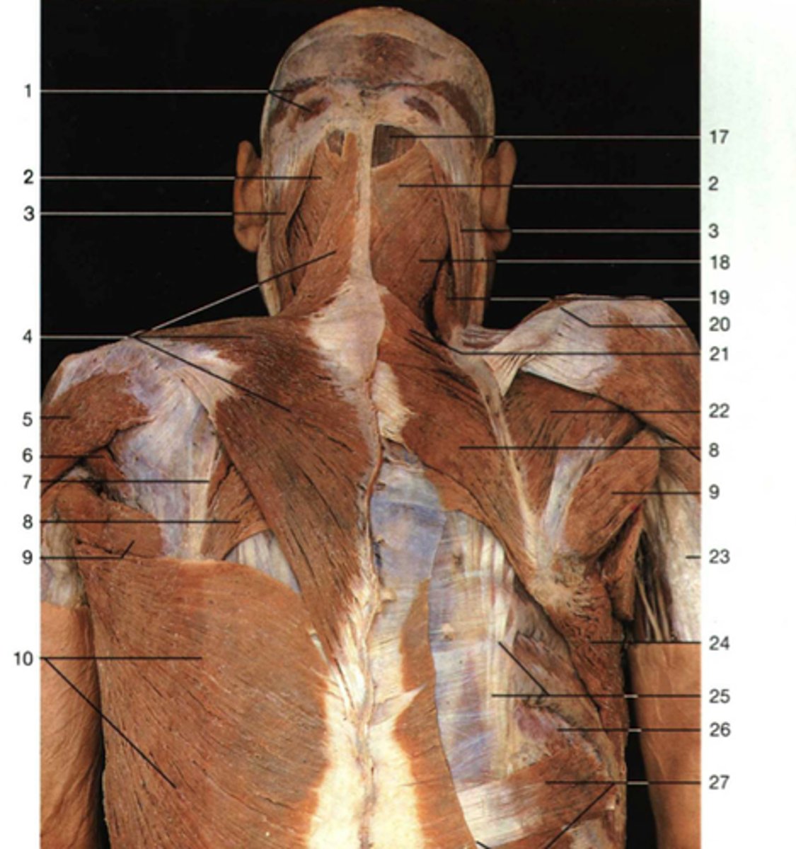 <p>Deep back layer</p><p>Number 2</p>