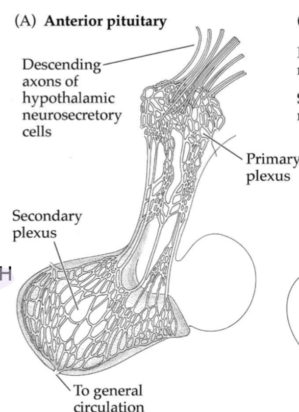 <ul><li><p>axons releasing hormones to primary plexus</p></li><li><p>peptides travel down blood to secondary plexus</p></li><li><p>communicate with cells in the pituitary</p></li></ul>