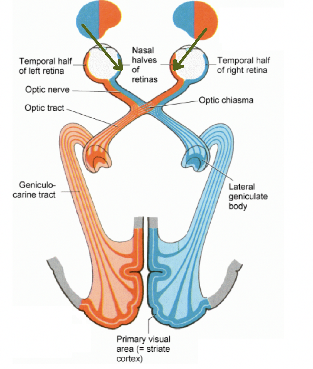 
1. retina 
2. optic nerve
3. optic chiasm (where fibres cross over) 
4. LGN
5. striate cortex (V1) 