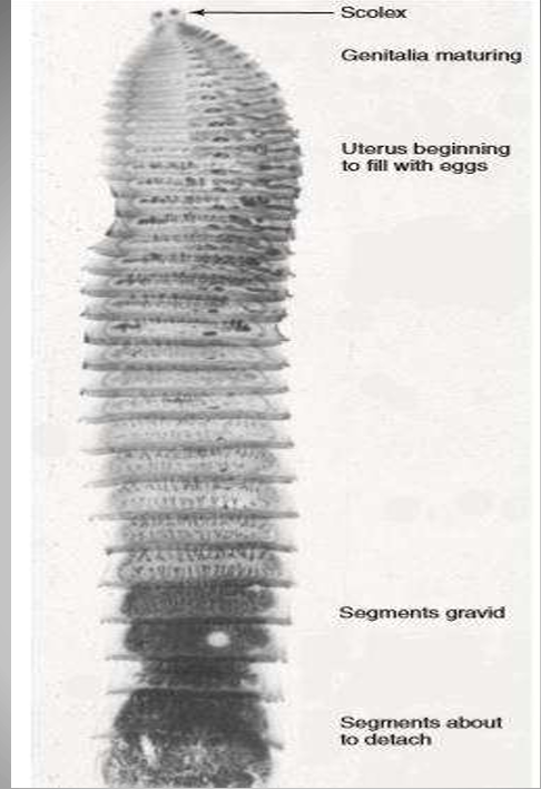 <p>Paranoplocephala mamillana</p><p></p>