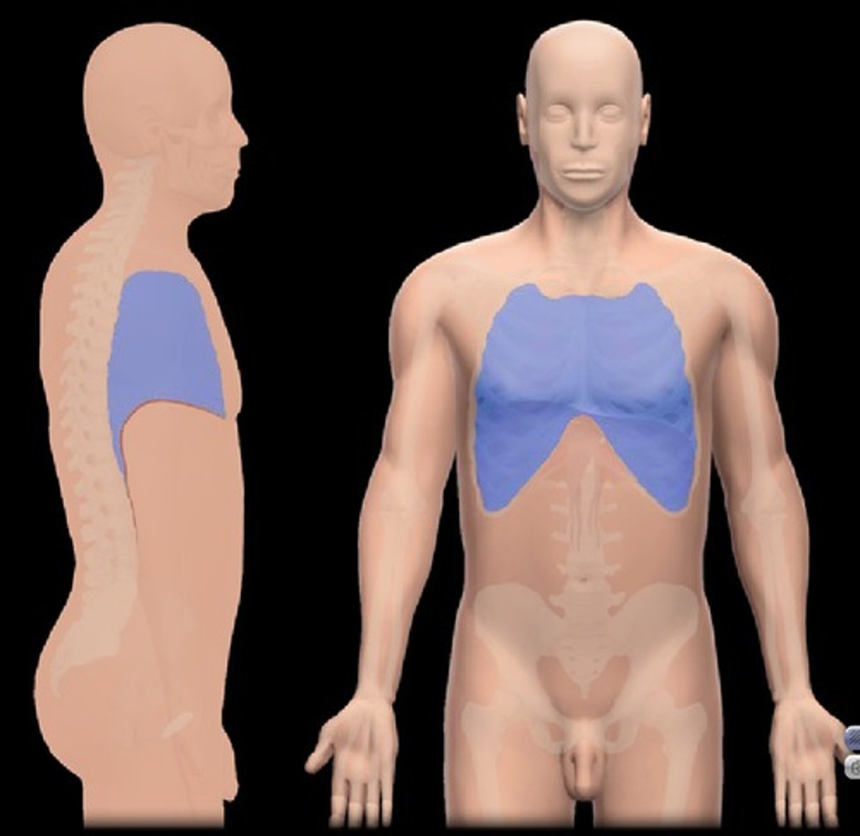 <p>Chest</p>