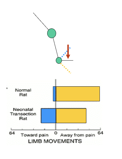 <p>Direction of limb movement in response to nociceptive stimuli <strong>also</strong> differs in normal adult rats vs rates subjected after birth</p><ul><li><p><strong>Adult normal</strong>→ direction is away from nociceptive stimulus</p></li><li><p><strong>Adult transected</strong>→ direction inappropriate towards the nociceptive stimulus</p></li><li><p><strong>Neontatal transection</strong>→ prevents normal shaping of flexion withdrawal reflexes by descending inputs</p></li></ul><p></p>
