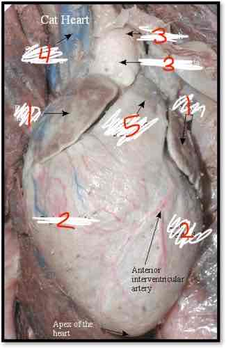 <p>What is this? 4</p>