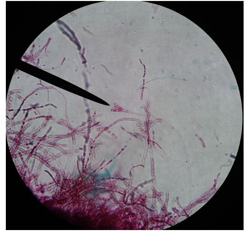 <p>What is this an image of?</p>