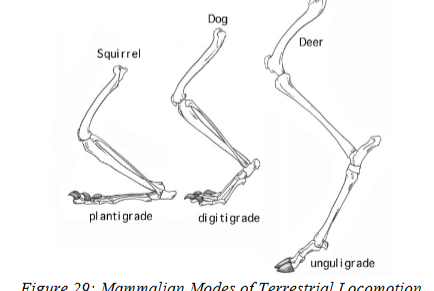 <p>walk on digits 2–5, carpus/tarsus is raised off ground</p><ul><li><p>first digit reduced and doesn’t play a role in walking (e.g., cats, dogs).</p></li></ul><p></p>