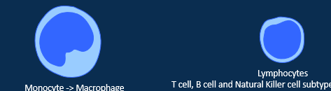 <ul><li><p>Monocyte= <span><span>macrophage, fixed and wandering. Transform into phagocytes when active.</span></span></p></li></ul><ul><li><p>Lymphocytes= <span><span>T cell, B cell and Natural Killer cell which control adaptive immune response. develop in primary lymph organs (red bone marrow and thymus) and undertake functions in secondary lymph organs (spleen, lymph nodes, tonsils, appendix and other lymphoid tissues) </span></span></p></li></ul><p></p>