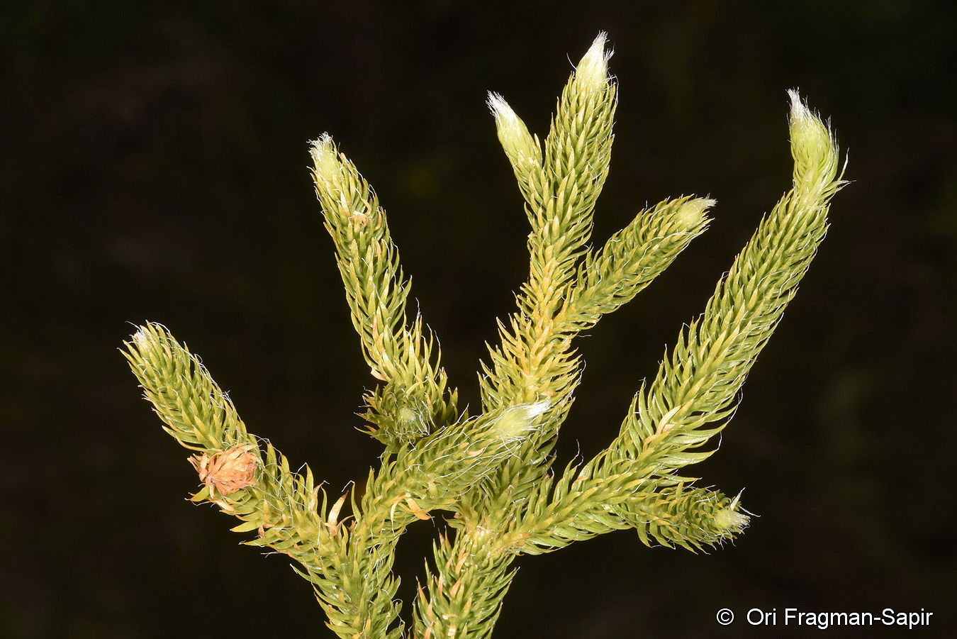 <p>Lycopodium sp. (clubmoss)</p>