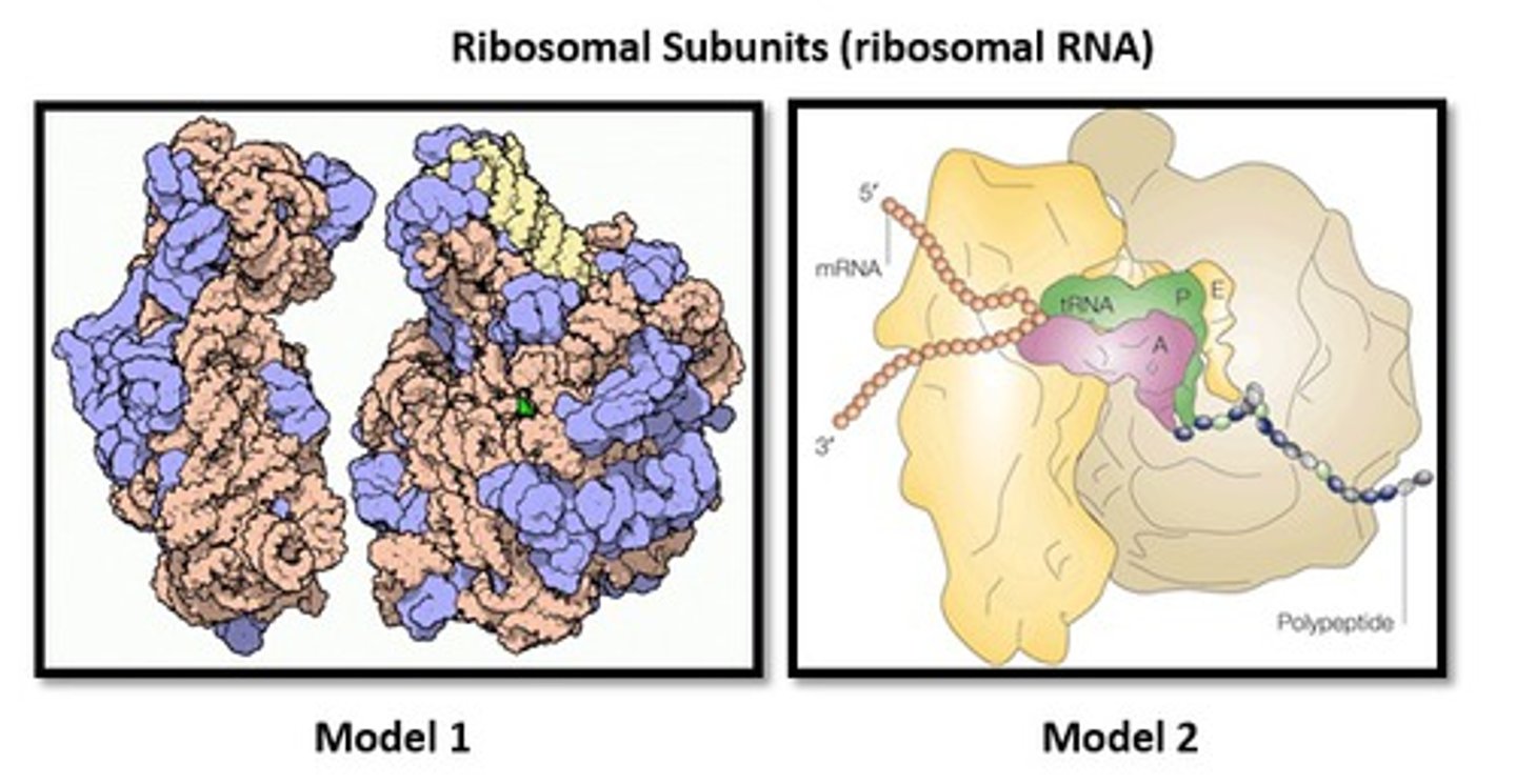 <p>Ribosomal RNA (rRNA)</p>