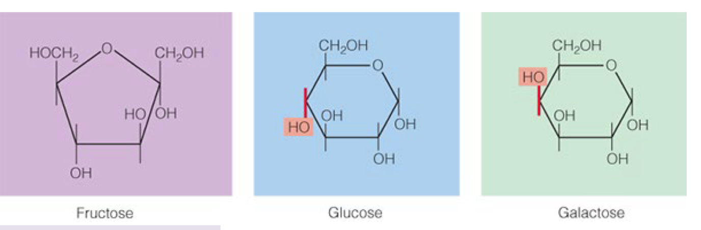 <p>ALL C6H12O6</p><p>Fructose= pentagon, founding fruits and honey, the SWEETEST of all sugars</p><p>glucose=blood sugar, part of every disaccaride</p><p>galactose= naturally in dairy</p><p>**Glucose and galactose differ in orientation of OH position**</p><p></p>