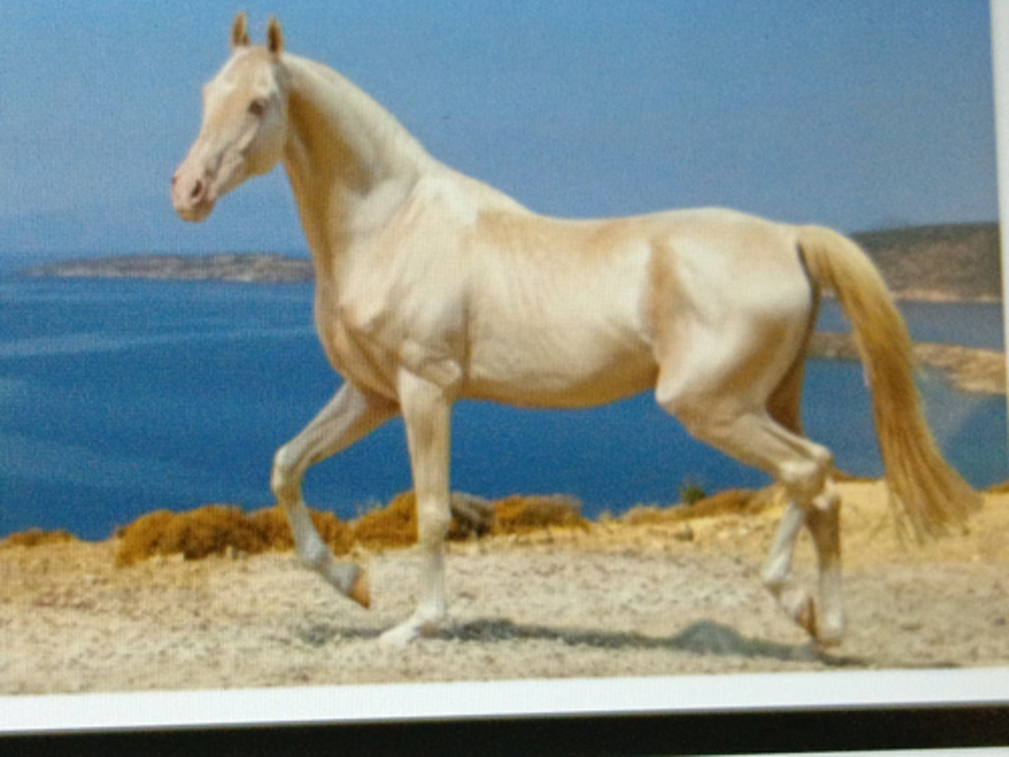 <p>-Origin:Turkmenistan</p><p>-Height:15-15.1h</p><p>-Long and light horse with short silky mane with short tail</p><p>-Superb natural gait</p><p>​</p>