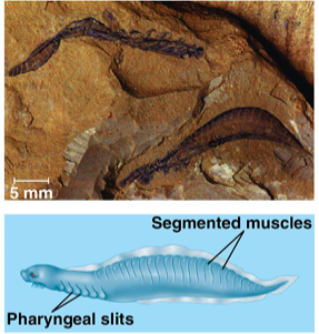 <p>Fossil chordates that <strong>resembled lancelets</strong>, were <strong>suspension feeders</strong>, had a <strong>well-formed brain</strong>, but <strong>lacked a skull</strong>.</p>
