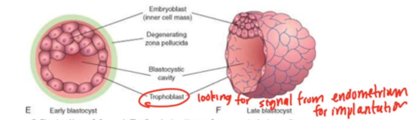 <p>blastocyte</p><p>fluid accumulation in interal cavity &amp; lose zona pellucida</p>