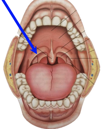 Palatoglossus