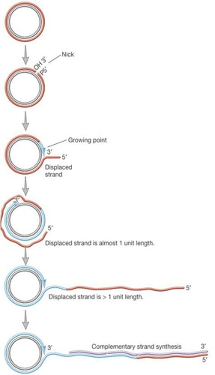 <p>- initiated by a break in one of the nucleotide strands then new nucleotides are added</p>