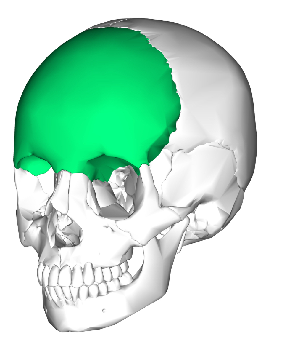 <p>Frontal bone</p>
