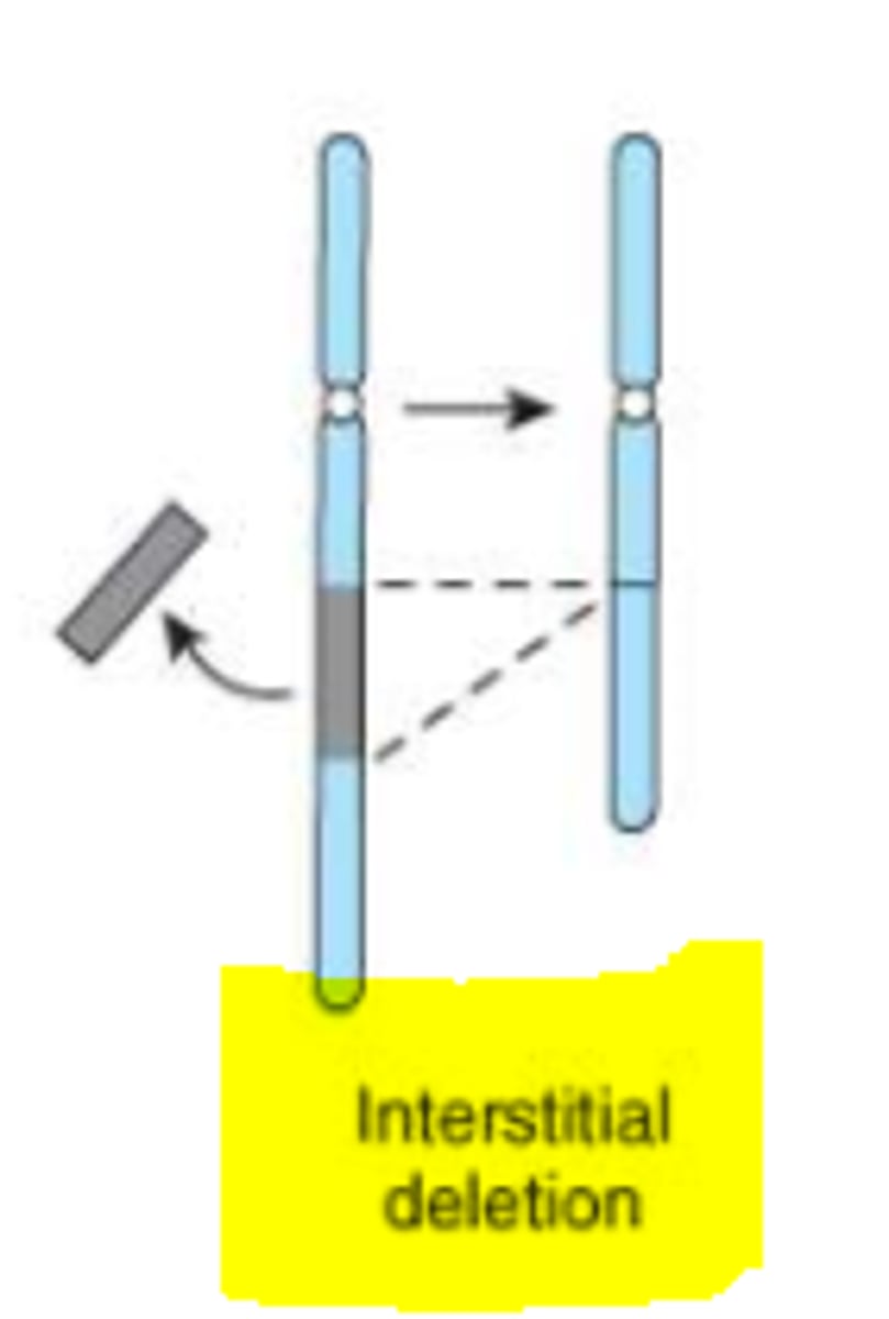 <p>loss of an internal segment from a linear chromosome</p>