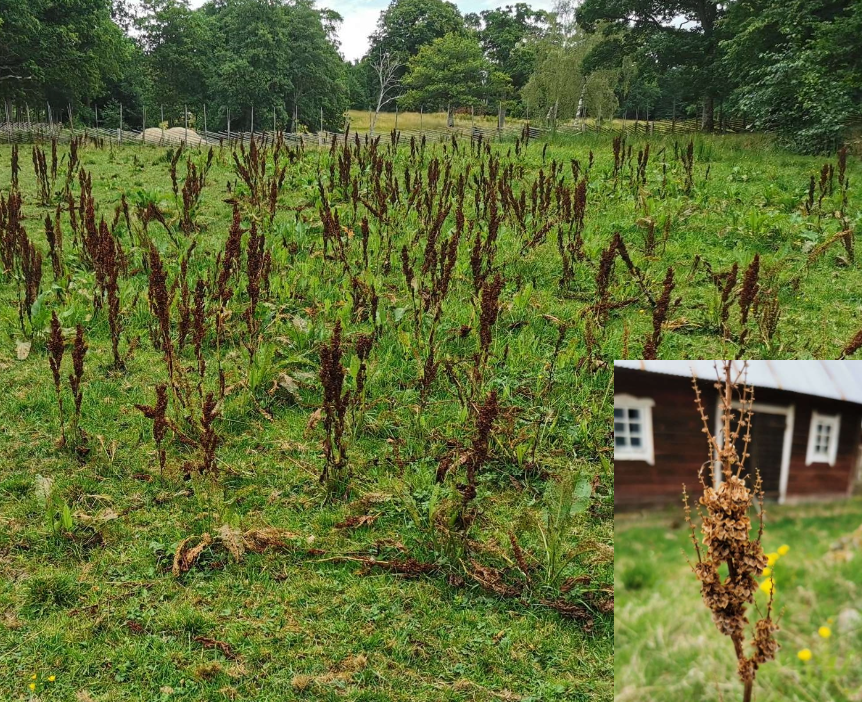 <p>Olika arter av dessa orsakar problem i betesmark och vallodling då de konkurrerar med önskvärda arter och djuren inte gärna äter dem och kan må dåligt om de gör det. </p>