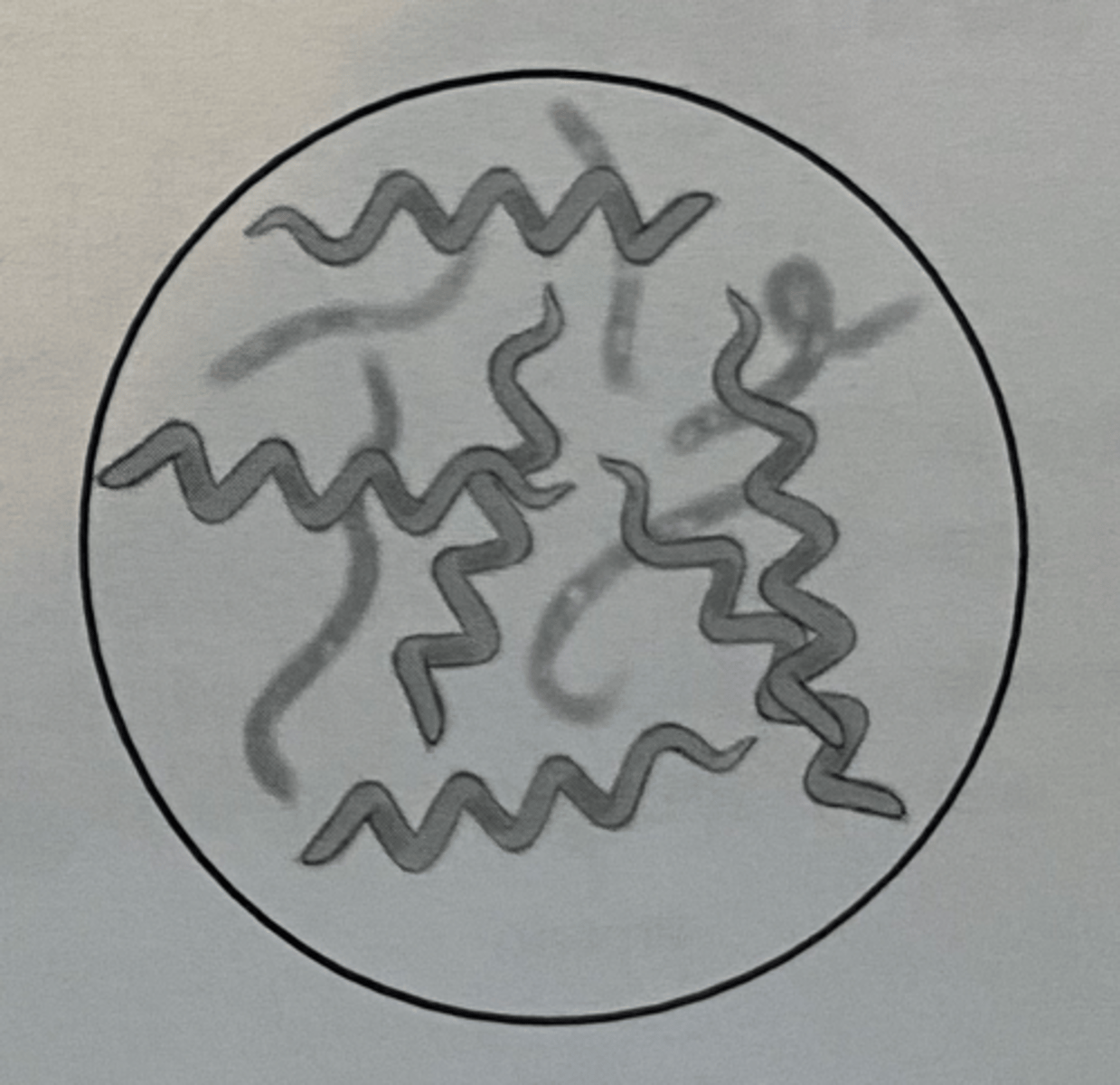 <p>spiral shaped bacteria</p>