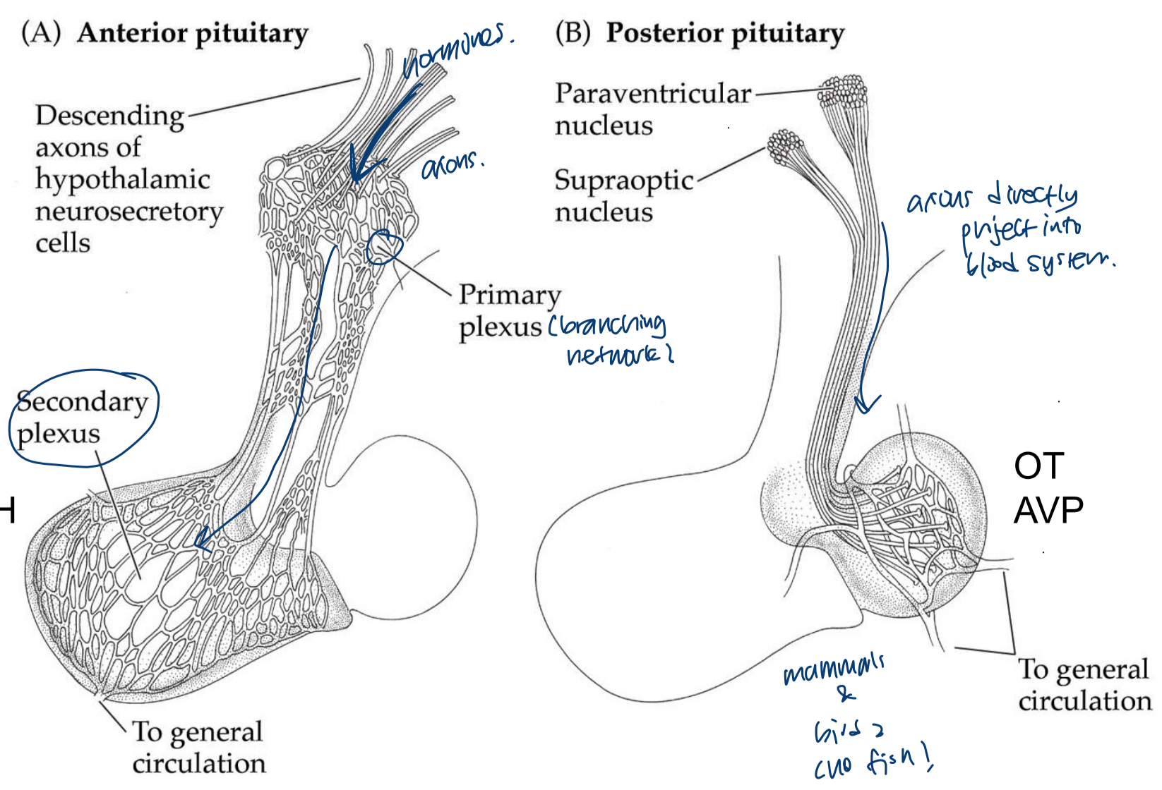 <ol><li><p>peptide hormones released into the<mark data-color="red"> local blood system</mark> and regulate <mark data-color="red">anterior pituitary</mark> (GnRH, CRH)</p></li><li><p>peptides <mark data-color="blue">directly released into posterior pituitary</mark> and <mark data-color="blue">secreted into general (systemic) blood system</mark> (oxytocin, arginine vasopressin)</p></li></ol>