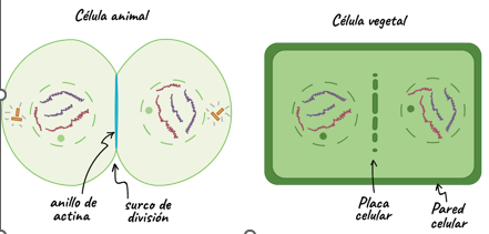 <p>¿Pertenece a mitosis o interfase? ¿Cual es su nombre?</p>