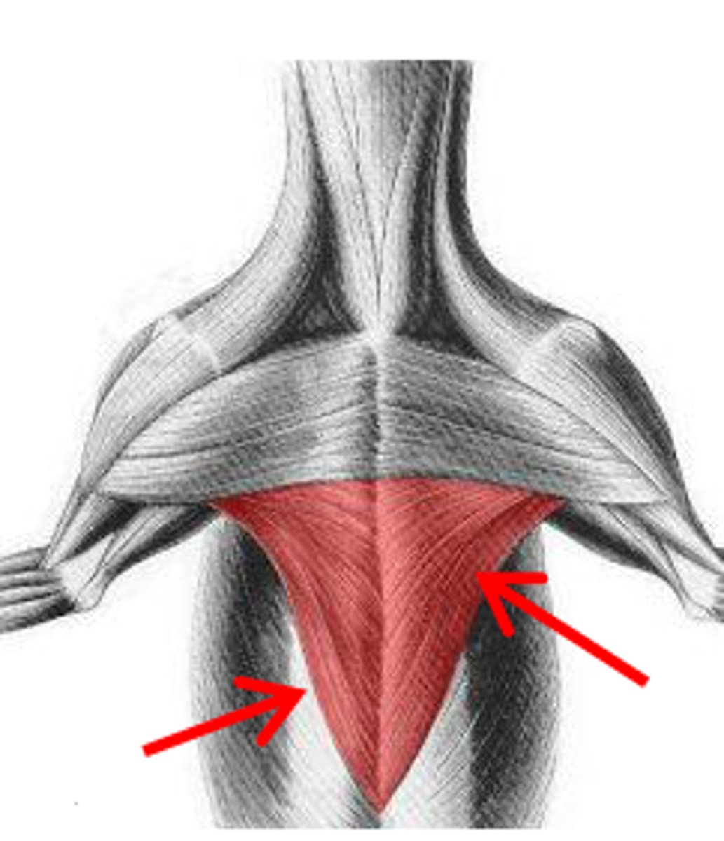 <p>O: sternum</p><p>I: greater and lesser tubercles of the humerus</p><p>A: adduct the thoracic limb and pull it caudally</p>