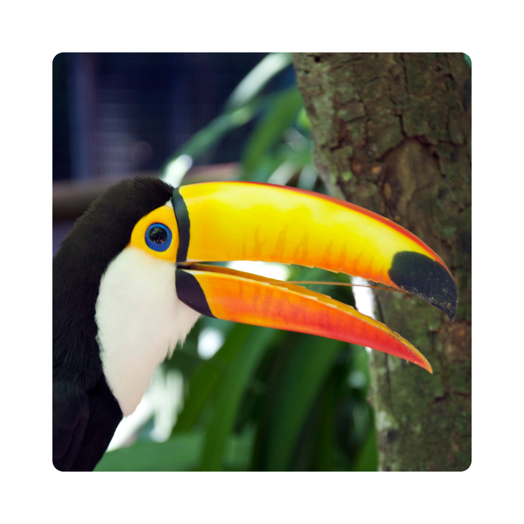 <p><span>A bird uses its </span><strong>beak</strong><span> to eat seeds and fruits. </span></p>