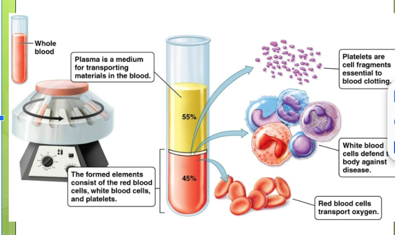 <p>Liquid that makes up 55% of blood. 93% water, 7% of dissolved substances such as ions, dissolved gases, hormones, plasma proteins, and water products. Formed elements: cellular components of blood - make up 45% of blood</p>