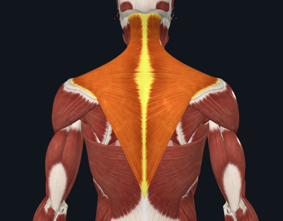 <p><strong>Nombre alterno: </strong>X</p><p><strong><mark data-color="yellow" style="background-color: yellow; color: inherit">Origen: </mark></strong><mark data-color="yellow" style="background-color: yellow; color: inherit">Línea nucal superior y apófisis espinosas de las 12 Vértebras torácicas</mark></p><p><strong><mark data-color="blue" style="background-color: blue; color: inherit">Inserción: </mark></strong><mark data-color="blue" style="background-color: blue; color: inherit">Clavícula a omóplato</mark></p><p><strong><mark data-color="red" style="background-color: red; color: inherit">Acción: </mark></strong></p><p><mark data-color="red" style="background-color: red; color: inherit">Extensión y lateralización posterior. Rotación de la cabeza</mark></p><p><strong><mark data-color="red" style="background-color: red; color: inherit">Porción superior (descendientes): </mark></strong><mark data-color="red" style="background-color: red; color: inherit">Elevador del hombro y miembro inferior (Qué me importa)</mark><strong><mark data-color="red" style="background-color: red; color: inherit"> </mark></strong></p><p><strong><mark data-color="red" style="background-color: red; color: inherit">Porción media (transversales):  </mark></strong><mark data-color="red" style="background-color: red; color: inherit">Aductores posteriores del hombro (firme exagerado)</mark></p><p><strong><mark data-color="red" style="background-color: red; color: inherit">Porción inferior (ascendente): </mark></strong><mark data-color="red" style="background-color: red; color: inherit">Trepadores</mark></p><p><strong><mark data-color="purple" style="background-color: purple; color: inherit">Inervación: </mark></strong><mark data-color="purple" style="background-color: purple; color: inherit">Nervio espinal</mark><strong><br><mark data-color="green" style="background-color: green; color: inherit">Relaciones: </mark></strong><mark data-color="green" style="background-color: green; color: inherit">X</mark></p><p><strong>Notas:</strong></p><p>Primer plano</p>