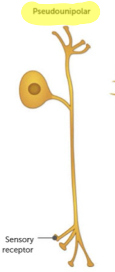 <ul><li><p>one axon extending from cell body</p></li><li><p>most sensory neurones are this type</p></li></ul>
