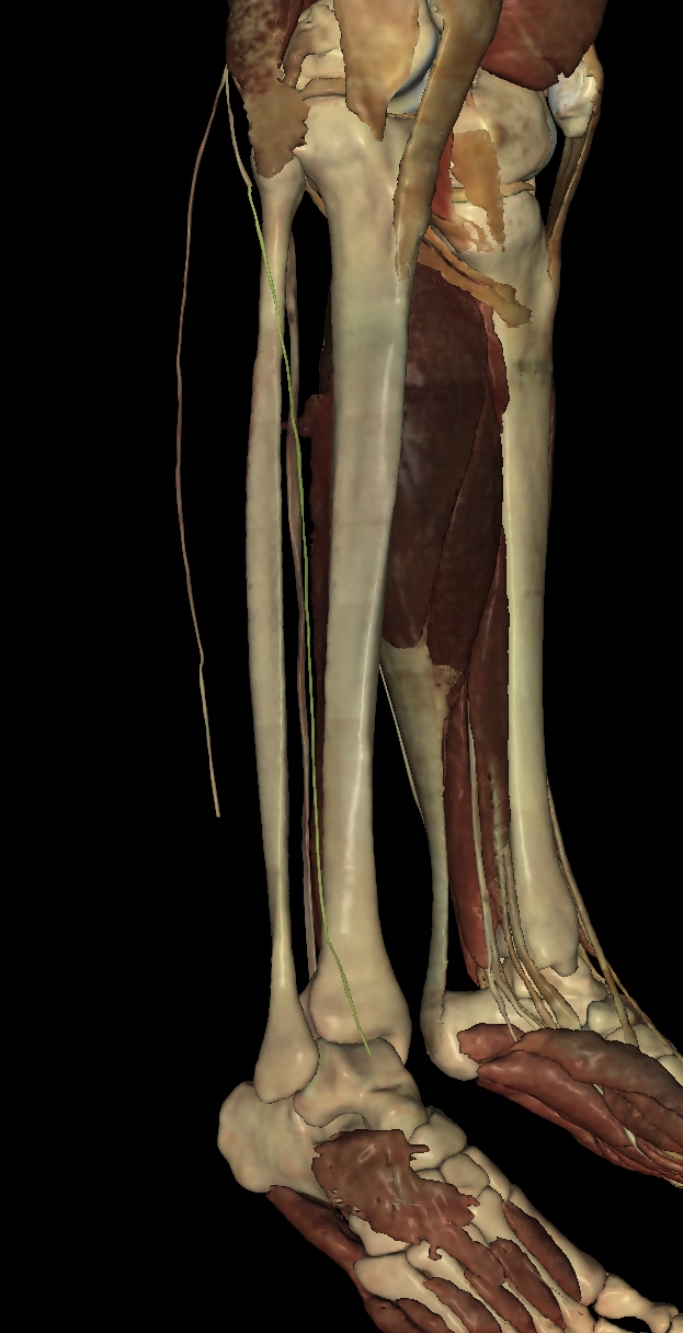 <p>Identify the Structure</p>